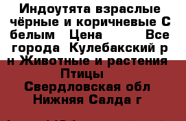 Индоутята взраслые чёрные и коричневые С белым › Цена ­ 450 - Все города, Кулебакский р-н Животные и растения » Птицы   . Свердловская обл.,Нижняя Салда г.